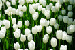 Field of white tulips and green leaves. Floral background. Garden flowers.