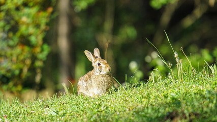 Cottontail rabbit sitting in the meadow eating grass