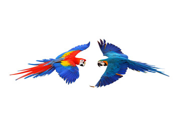 Colorful macaw parrots flying isolated on white