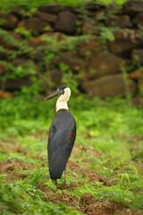 Wall Mural - wooley necked stork, ciconia episcopus, pune, maharashtra, india