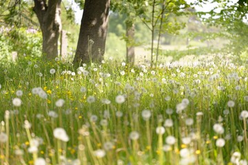 Wall Mural - Green lawn with blooming dandelion flowers on a clear sunny day. Spring, summer beginning. Forest, public park. Soft sunlight, sunbeams. Nature, botany, environment, ecology, ecotourism, gardening