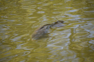 Sticker - Wels im Wasser