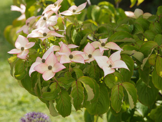 Canvas Print - (Cornus kousa 'Beni Fuji') Cornouiller du Japon rose ou Cornouiller de Chine à floraison rose tendre autour d'un coeur vert se dressant au dessus d'un feuillage vert foncé