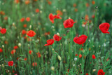 Fototapeta  - Wild red poppies in a field