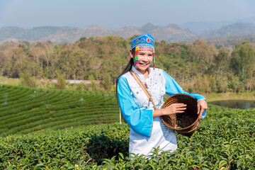 Farmer picking tea leave in the terraced tea fields. two woman collecting some green tea leaf.Tea is traditional drink in some country at asia as japan, Thailand, vietnam, china, korea, Sri Lanka.