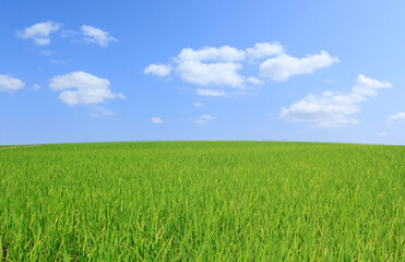 Wall Mural - green grass and blue sky