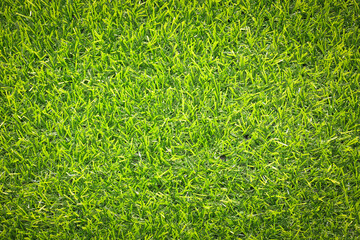 Canvas Print - top view green grass texture for background