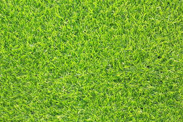 Wall Mural - top view green grass texture for background