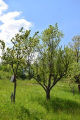 Wall Mural - weiß blühender Apfelbaum