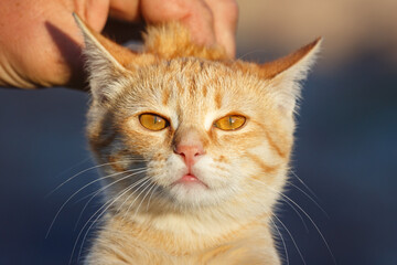 Portrait of a kitten taken by the scruff of the neck