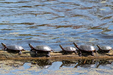 Closeup Shot Of A Row Of Turtles Walking Near A Lake