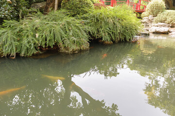 Wall Mural - koi fish in the garden pond