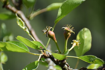 Poster - Birnenblüte mit winziger Birne