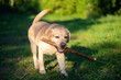 © iloli - Beautiful white labrador runs with stick on grass