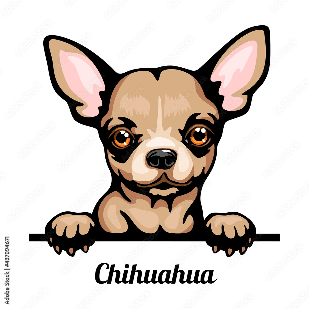 Chihuahua - Color Peeking Dogs - breed face head isolated on white - obrazy, fototapety, plakaty 