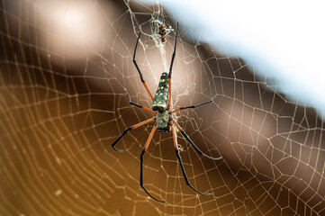 spider on web