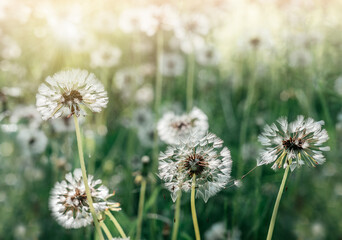 White dandelion flowers on a green summer background