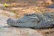 Portrait of a Mugger - the Indian crocodile (Crocodylus palustris) in a Crocodile park