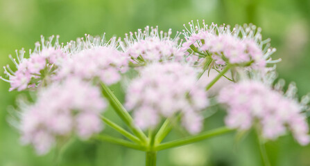 Poster - pink flower