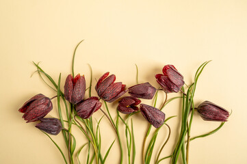 Wall Mural - Composition of flowers. Frame made of colored Fritillaria meleagris flowers on yellow background. Flat lay, top view, copy space.