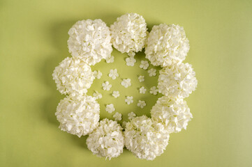 Wall Mural - Flowers composition. Round frame made of white flowers on a green background. Flat lay, top view. Wreath made of white flower.