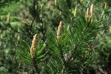 Pine Tree Branch With Long Needles And Young Cones. Natural Green Coniferous Background.