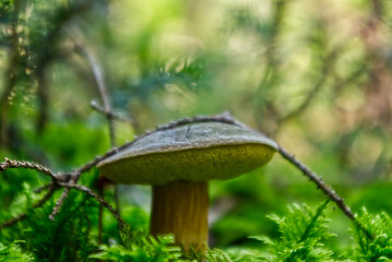 Poster - Closeup view of a big mushroom growing in the field on a sunny day on a blurry background