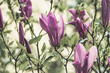 Magnolien violett am Baum