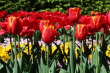 Fototapeta Tulipany - Flowers, red tulips in full bloom in the spring garden. Natural floral background. Tulipa - genus of  spring-blooming perennial herbaceous bulbiferous geophytes. Flower background 