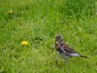 Thrush bird on green spring grass with yellow dandelions 