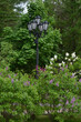 Blooming branches of lilacs with purple and white flowers on the background of trees and a lantern in the park 