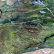 Two water striders mating on the surface of the water. 