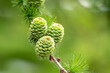 Soft focus, little green pine cones growing on a branch. 