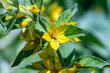 Yellow Loosestrife flower close up with a green leafy background