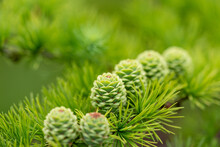 Soft Focus, Little Green Pine Cones Growing On A Branch. 