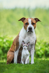 Wall Mural - Little kitten and dog together in summer. Friendship of American staffordshire terrier dog and cornish rex kitten.