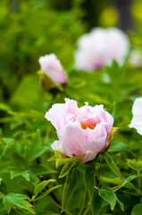 Wall Mural - Beautiful natural background for valentine day, 8 march, and love theme, peony flowers Paeonia lactiflora, close up.