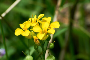 Lesquerella gordonii, Gordon's Bladderpod Texas Wildflower