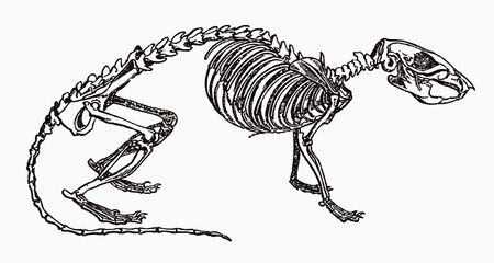 Wall Mural - Brown rat rattus norvegicus skeleton in profile view, after antique engraving from the 19th century