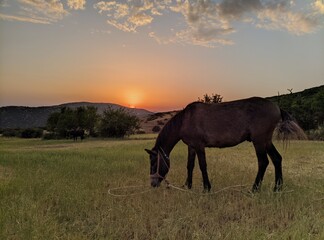 horse at sunset