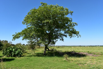 tree in the field