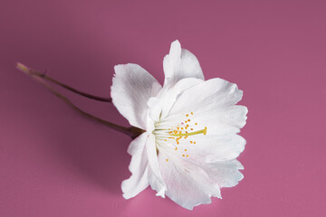 Wall Mural - Close up of white cherry blossom on a pink surface