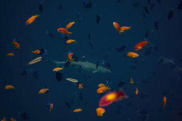 Wall Mural - Whitetip reef shark in the middle of colorful fishes in the blue during diving