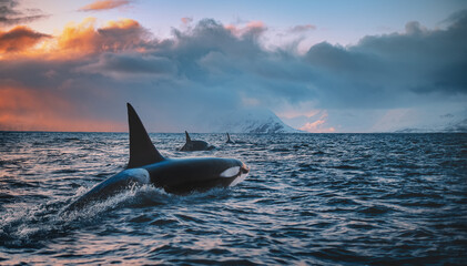 orca killerwhale traveling on ocean water with sunset norway fiords on winter background