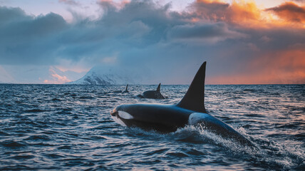 orca killerwhale traveling on ocean water with sunset norway fiords on winter background