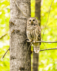 Wall Mural - A mature barred owl perched on a woodland tree as the raptor surveys its territory.  The leaves of the trees behind create a bright yellow green background
