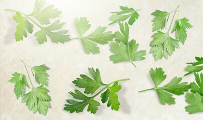 Wall Mural - Cilantro.