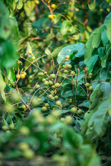 Wall Mural - Longan that has just come out on the tree