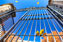 Bright Yellow Leaf From Chestnut Tree Is Stuck In The Iron Gate Of Harvard University In Cambridge, USA. Back To School Concept