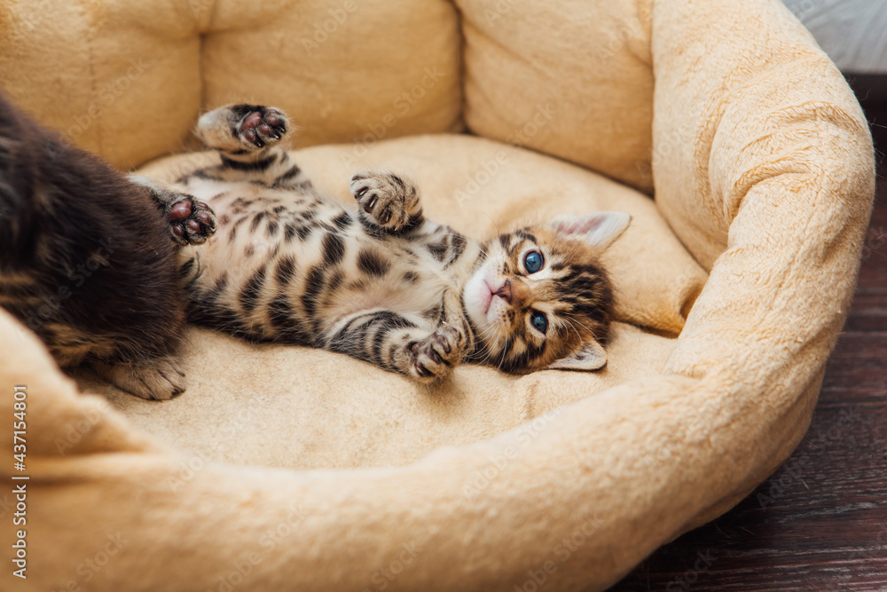 Closee-up little bengal kitten on the cat's pillow - obrazy, fototapety, plakaty 